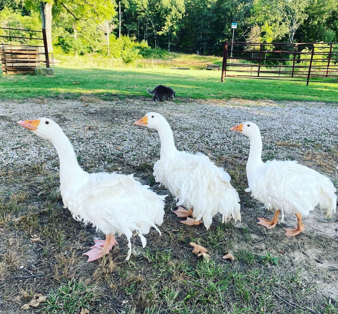 Sebastopol geese