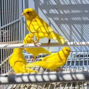 Yellow canary