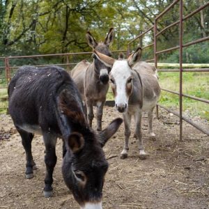 Donkeys