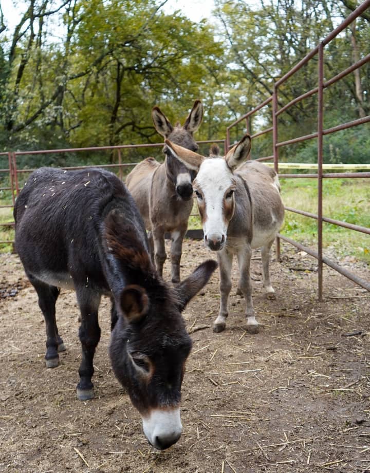 Donkeys