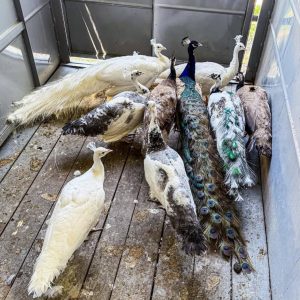 Peafowls