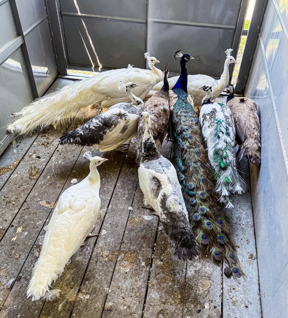 Peafowls