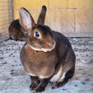 Rabbit