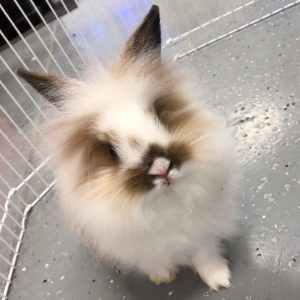 Lionhead rabbit