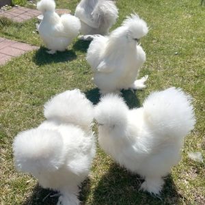 Silkie