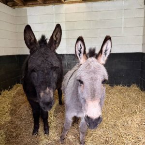 Donkeys