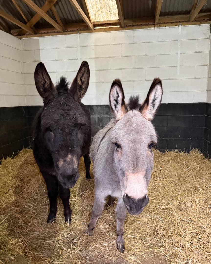 Donkeys