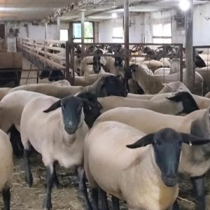 Suffolk sheep