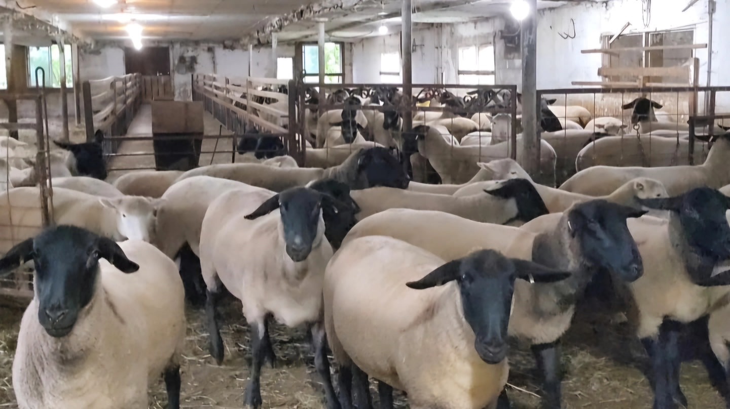 Suffolk sheep