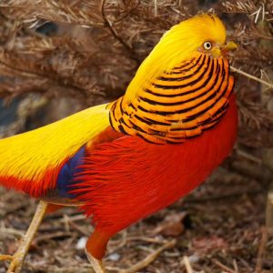 Golden pheasant