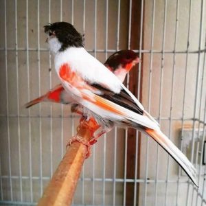 Canary