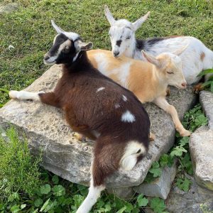 Nigerian Dwarf