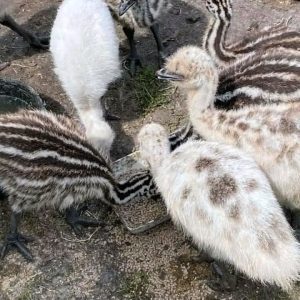 Emu chicks