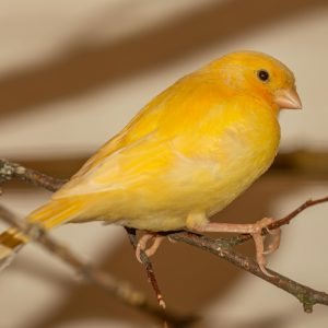 Canaries