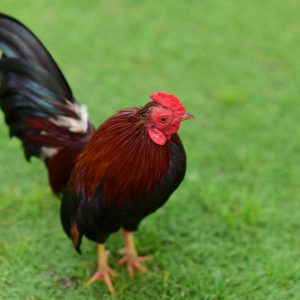 Chicken