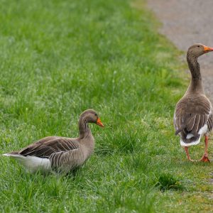 Geese