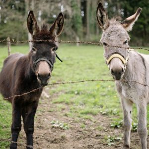 Donkey