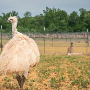 Emu