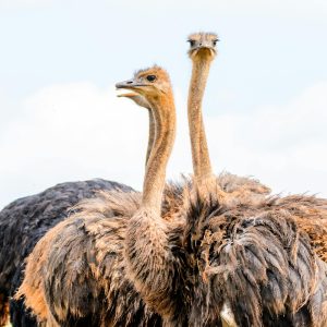 Ostrich