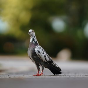 Pigeon