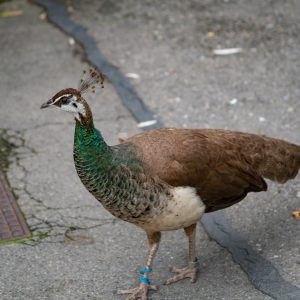 Peafowl
