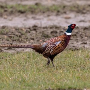 Pheasant