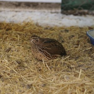 Quail