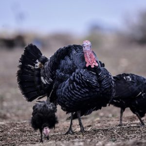 Turkey